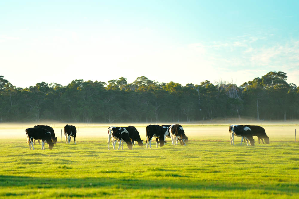 Aerial view of Australian dairy farm paddocks